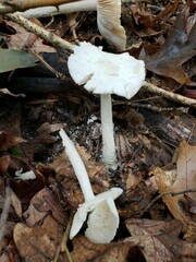 Amanita pelioma