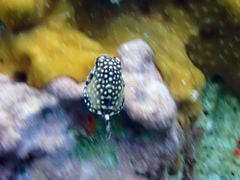 Lactophrys triqueter