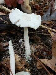Amanita pelioma
