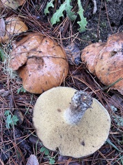 Suillus fuscotomentosus