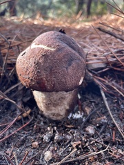 Leccinum manzanitae