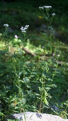 Achillea macrophylla