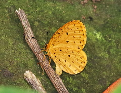 Pentila tropicalis