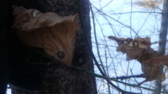 Botryosphaeria dothidea