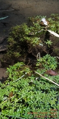 Callitriche platycarpa