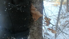 Botryosphaeria dothidea