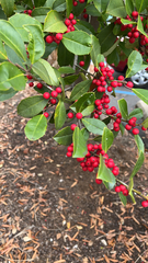 Ilex cassine