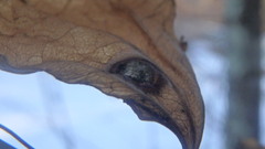 Botryosphaeria dothidea