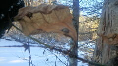 Botryosphaeria dothidea