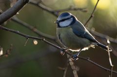 Cyanistes caeruleus