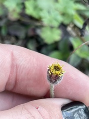 Tridax procumbens