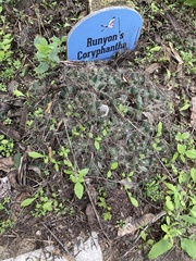 Coryphantha macromeris runyonii