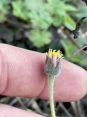 Tridax procumbens