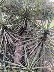 Yucca filifera