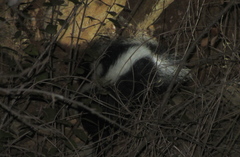 Mephitis mephitis holzneri