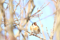 Carduelis carduelis