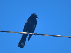 Ptiloxena atroviolacea