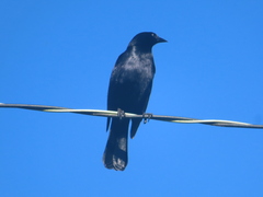 Ptiloxena atroviolacea