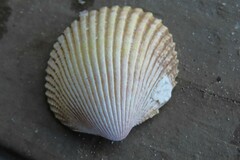 Dallocardia muricata