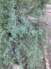 Parkinsonia texana macra