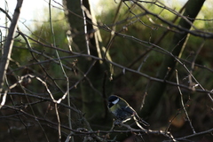Parus major