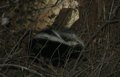 Mephitis mephitis holzneri