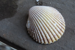 Dallocardia muricata
