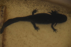 Ambystoma mexicanum