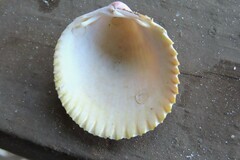 Dallocardia muricata