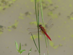 Crocothemis erythraea