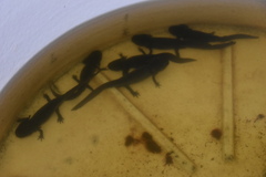 Ambystoma mexicanum