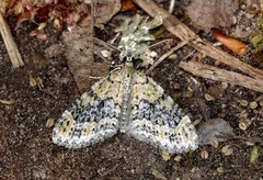 Acasis viretata