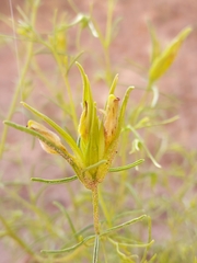 Cordylanthus wrightii
