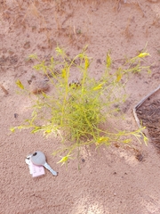 Cordylanthus wrightii