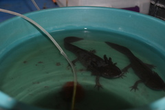 Ambystoma mexicanum