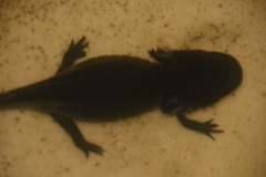 Ambystoma mexicanum