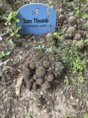 Escobaria emskoetteriana