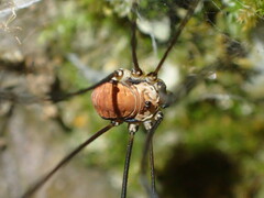 Leiobunum limbatum