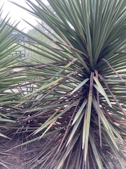 Yucca treculiana