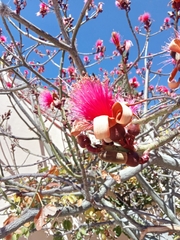 Pseudobombax ellipticum