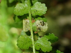 Psychoides verhuella