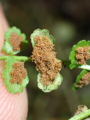 Psychoides verhuella