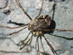 Lacinius dentiger