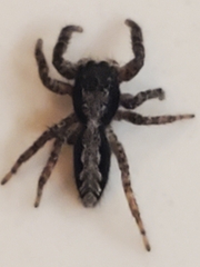 Platycryptus californicus