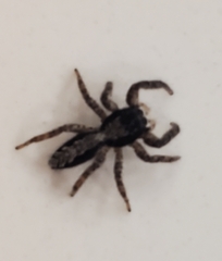 Platycryptus californicus