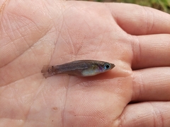 Gambusia rhizophorae