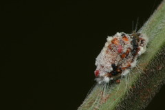 Monophlebidae