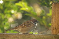 Passer montanus
