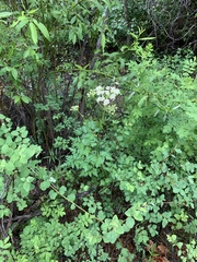 Ligusticum