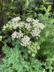 Ligusticum